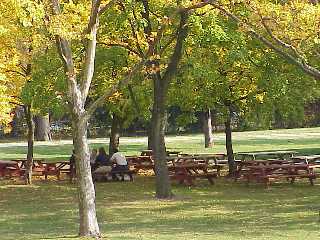 Picnic Grove