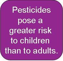 Pesticides pose a greater risk to children than adults.