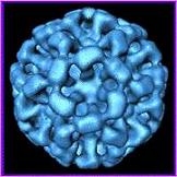 Norovirus