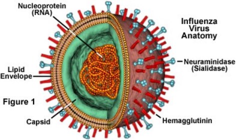 Flu Testing